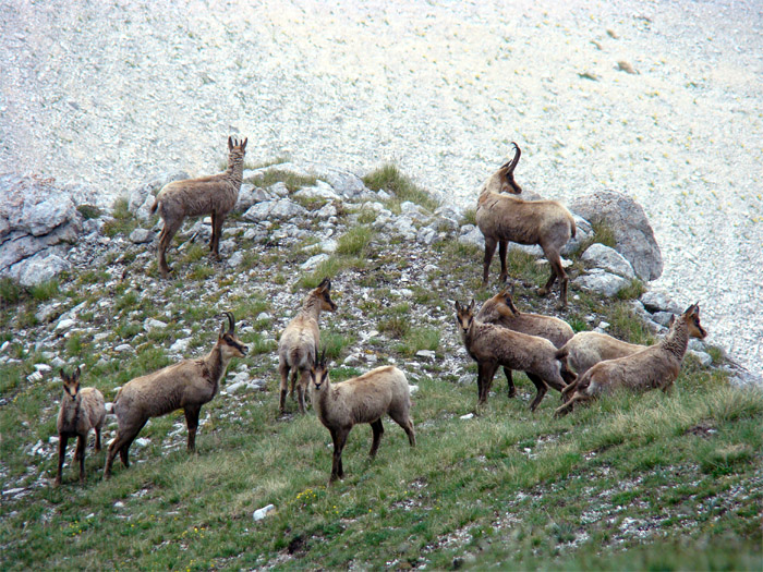 Camoscio d''Abruzzo Rupicapra pyrenaica ornata